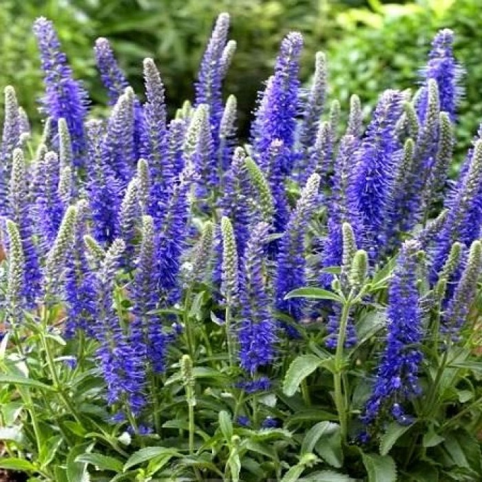 Высокие синие цветы многолетники фото и названия