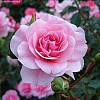 Роза почвопокровная Фэйри фото 3 